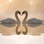 swans_lake_love_heart_7926_300x188